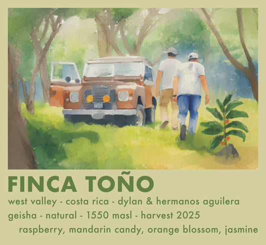 GEISHA Finca Toño